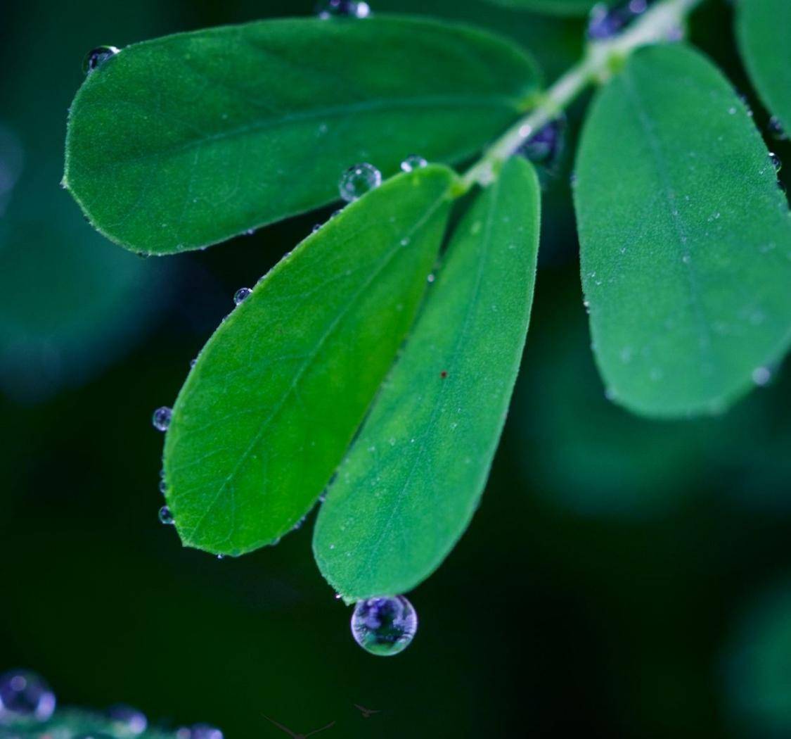 雨水：细雨添新绿，天晴好新生。