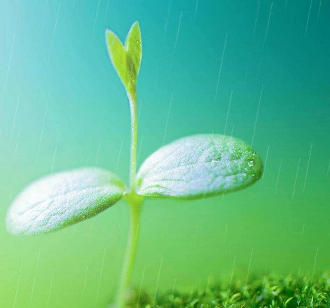 谷雨：雨润百谷焕新生，生活向暖夏将至。