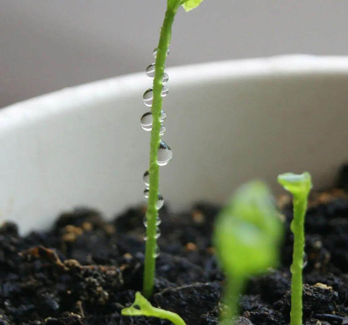 雨润百谷生，此刻的世界，绿意葱茏，等待夏日续写。