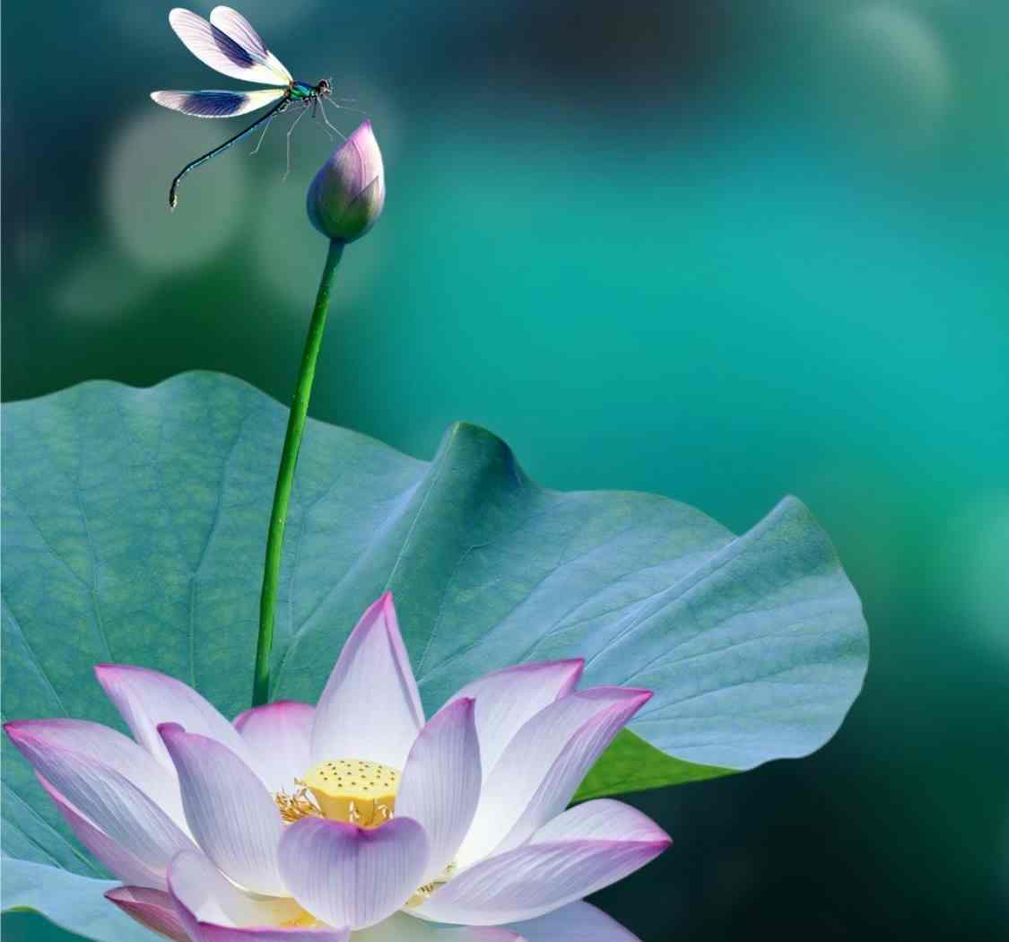 时维立夏，春已圆满，祝你鼎沸胜意，喜乐皆安。