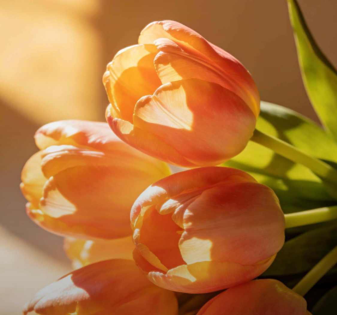 至此鲜花赠自己,纵马踏花向自由。